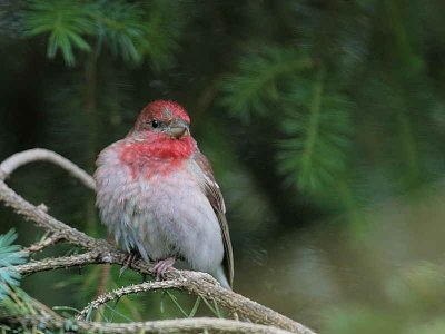 Common Rosefinch, Tyndrum, Forth