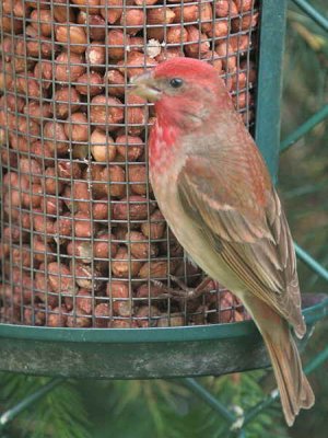 Common Rosefinch, Tyndrum, Forth