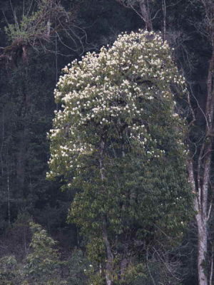 Rhododendron tree, Pele la