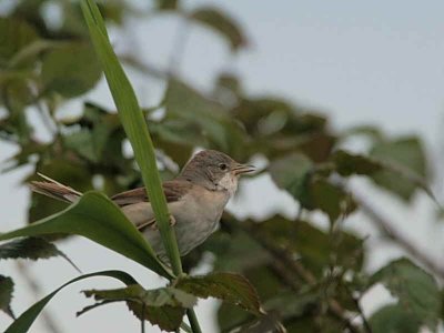 Common Whitethroat, Kinneil, Forth