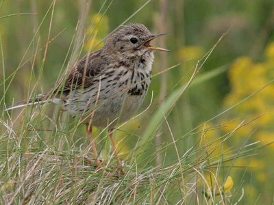 Meadow Pipit, Balcomie, Fife