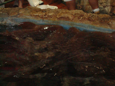 DSC02298.jpg