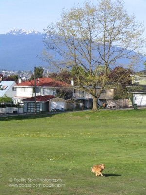 Falaise Park, East Vancouver