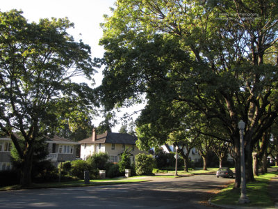 Connaught Drive at West 37th Avenue, Shaughnessy