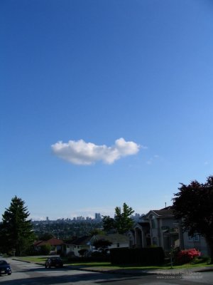 Baby orangutan in the sky