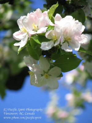 Apple blossoms' time