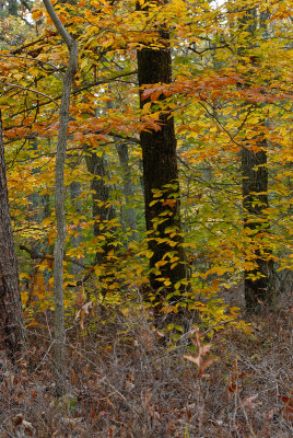 foilage-0004.jpg