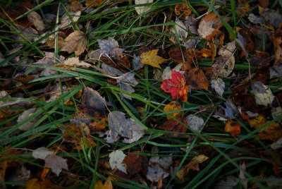 foilage-0038.jpg