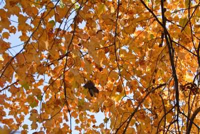 foilage-0077.jpg