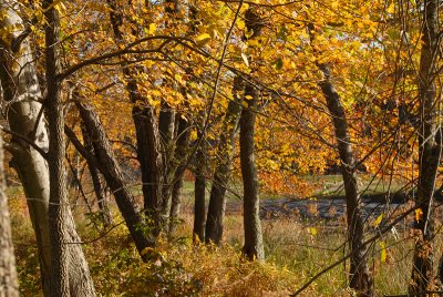 foilage-0100.jpg