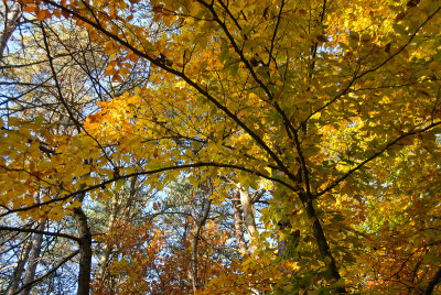 foilage-0127.jpg
