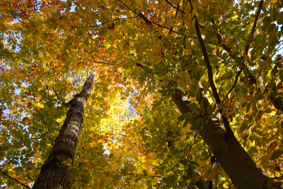 foilage-0197.jpg