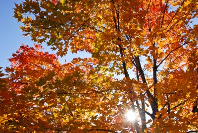 foilage-0225.jpg