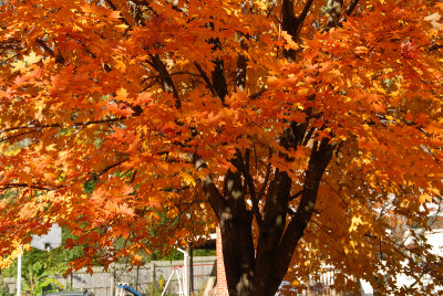 foilage-0233.jpg