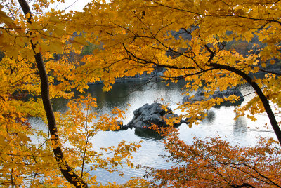 foilage-0250.jpg