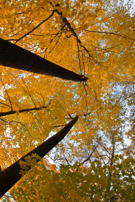 foilage-0266.jpg