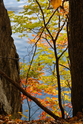 foilage-0290.jpg