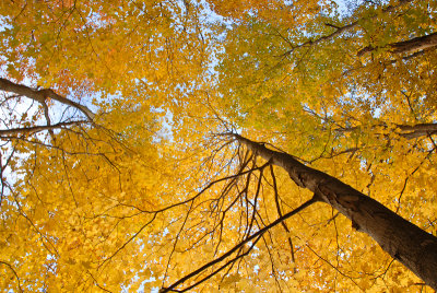 foilage-0311.jpg