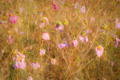 foilage-0162.jpg