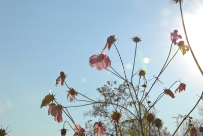 foilage-0140.jpg