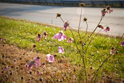 foilage-0138.jpg