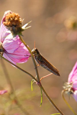 foilage-0119.jpg