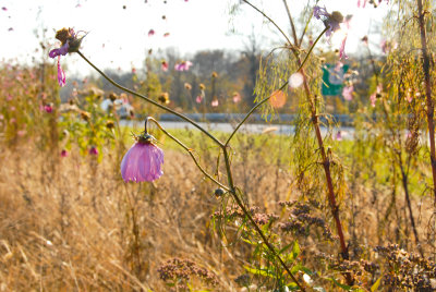 foilage-0098.jpg