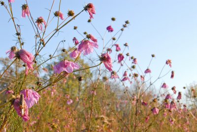 foilage-0096.jpg