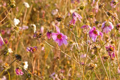 foilage-0087.jpg