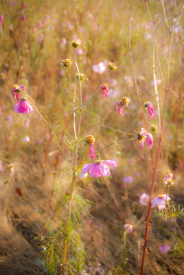 foilage-0058.jpg