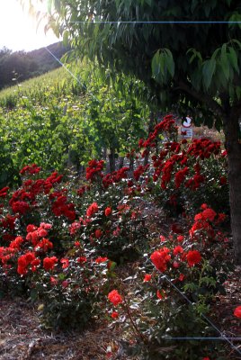 magical roses.jpg
