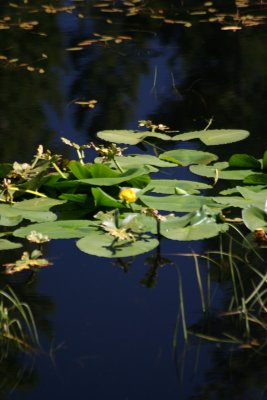 IMG_4951.JPG