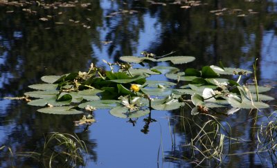 IMG_4950.JPG