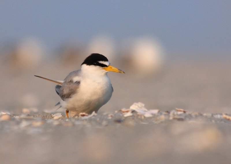 Least Tern