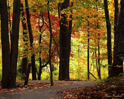 Autumn Walk in Maryland