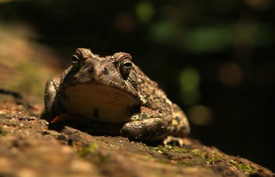 The Toad