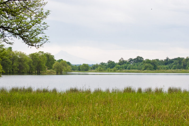 June 21 08 Sauvie Island-208.jpg