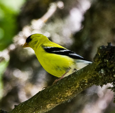 Birds Of Sauvie Island, July 10 08