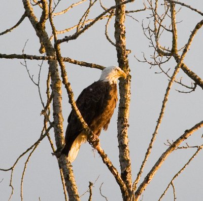 Columbia River Eagle, July 14 08