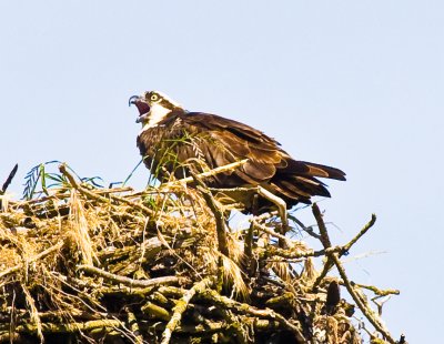 Sauvie Island Birds: June 19 08