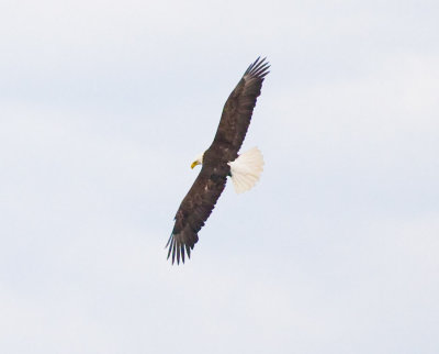 June 21 08 Sauvie Island-247.jpg