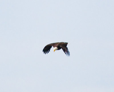 June 21 08 Sauvie Island-253.jpg