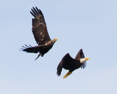 Sauvie Island: Eagles Are Here! June 21 08