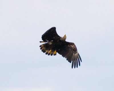 June 21 08 Sauvie Island-260.jpg