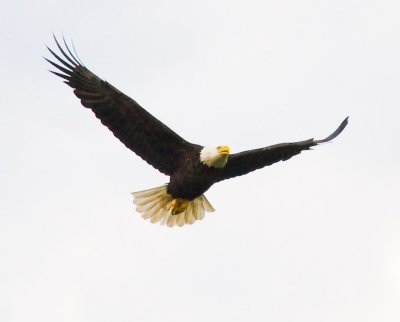 June 21 08 Sauvie Island-274.jpg