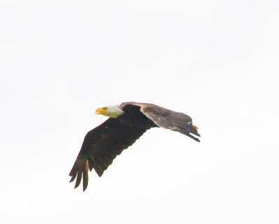 June 21 08 Sauvie Island-291.jpg