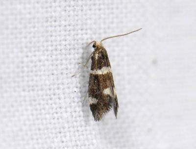 0172   Incurvaria praelatella  8831.jpg