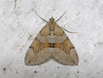 2382   Thera obeliscata  8857.jpg