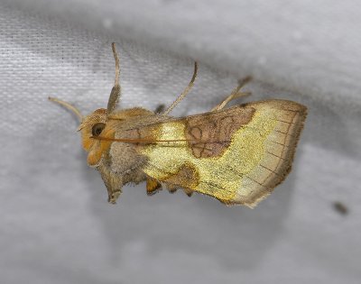 2639 Diachrysia stenochrysis 8891.jpg