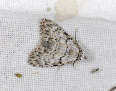 3078 Meganola strigula 8879.jpg